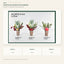J6120T25-4-5-6 white background product series