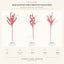 J6054P11-A-B-C white background product series