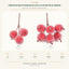 J6079-A white background product series